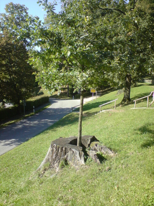 in Bad Adelholzen auf einem Seitenweg entdeckt. Ein Laubbaum wächst aus einer umgeschnittenen Eiche heraus. So entsteht durch das Vergehen des alten Baumes ein neuer Baum. Es entsteht neues Leben

Aufnameort: Bad Adelholzen - Oberbayern
Kamera: Handykamera K 850i von Sony Ericsson