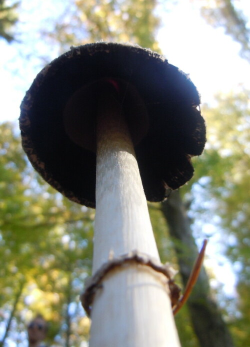 Herbstwanderung - Pilz

Aufnameort: Hausen bei Beuron
Kamera: Nikon Coolpix S8000