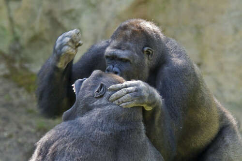 aufgenommen in einem Tierpark. Freue mich, dass mir dieses Bild gelungen ist. Leider ist das Verhalten der Tiere oft sehr menschlich

Aufnameort: Schmieding
Kamera: Nikon D 700