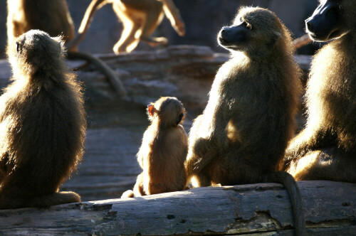 eine Familie Guinea Paviane


Kamera: Sony Alpha 580