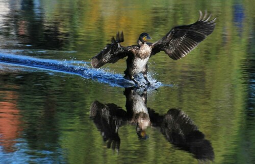 Ein Kormoran landet auf der Murg. Ich sass bereits am Ufer, so dass er mich erst nach der Landung entdeckte.

Aufnameort: Gaggenau/Nordschwarzwald
Kamera: Nikon D60 mit Objektiv Sigma 300mm