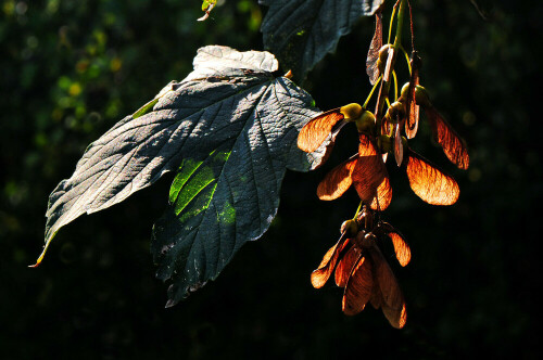 Blätter und Früchte des Bergahorns (Acer pseudoplatanus)

Aufnameort: Eigener Garten in Weidenbach (Mittelfranken)
Kamera: Nikon D600