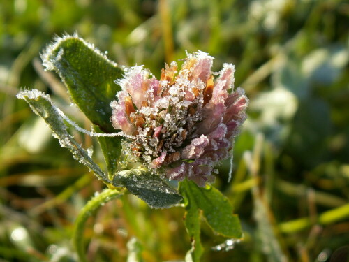 Herbst 2011

Aufnameort: Raitersaich
