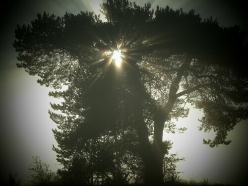 Baum in der Morgensonne

Aufnameort: Eifelsteig, kurz hinter Mirbach in Richtung Hillesheim
Kamera: Nikon, Coolpix P5100