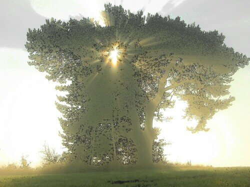 Baum in der Morgensonne, Bild wurde bearbeitet,

Aufnameort: Eifelsteig, kurz hinter Mirbach in Richtung Hillesheim
Kamera: Nikon, Coolpix P5100