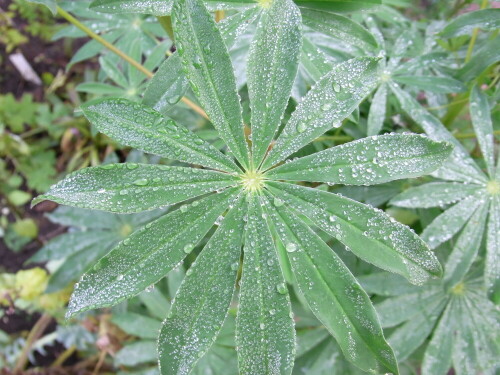 Gartenpflanze am frühen Morgen

Aufnameort: An einer Gartenhecke
Kamera: Ricoh 4