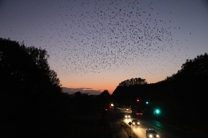 dohlen-und-saatkrahen-fliegen-am-schlafplatz-ein-6552.jpeg