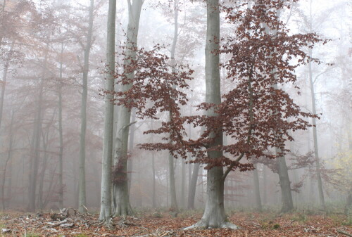 Nebel im Wald ist für mich imm er ein besonderes Fotomotiv

Aufnameort: Mecklenburg, nahe Neubrandenburg
Kamera: EOS 500d