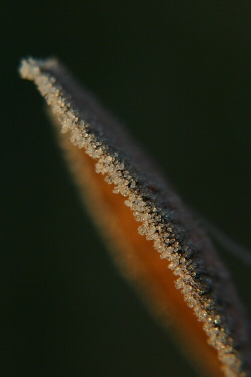 Winterliches Blatt an einem frostigen Morgen aufgenommen

Aufnameort: Schwerin
Kamera: Canon EOS 300 D