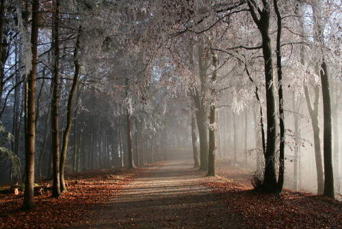 Raureif, Licht und Schatten im wallenden Nebel

Aufnameort: Uetliberg bei Zürich
Kamera: Canon D400