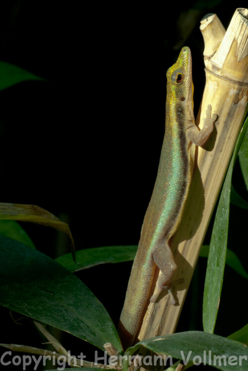 Die Blaue Bambusphelsume lässt sich in der Wilhelma nur selten so gut sehen wie hier auf diesem Foto. Im Dezember und Januar hat man aber in dem Terrarium in der Zeit zwischen ca. 9 und 10 Uhr die Chance die Tiere im Licht der tiefstehenden Sonne aufzunehmen

Aufnameort: DEU, BW, Stuttgart, Wilhelma
Kamera: Nikon D200, Sigma Macro 3,5/180