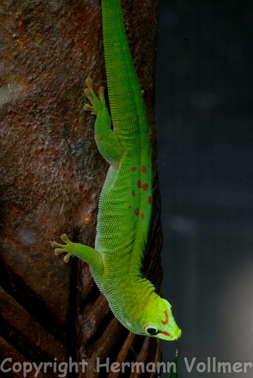 

Aufnameort: DEU, BW, Stuttgart, Wilhelma
Kamera: Nikon D200, Sigma Macro 3,5/180, Stativ