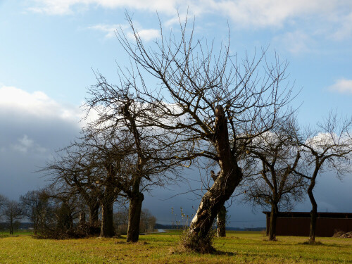 alte-sreuobstwiese-bei-weidenbach-6780.jpeg