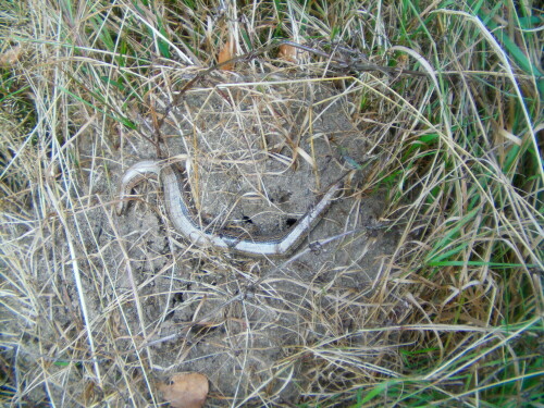 blindschleiche-anguis-fragilis-l-1758-8698.jpeg