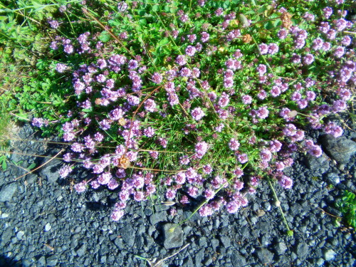 breitblattriger-thymian-thymus-pulegioides-l-9552.jpeg