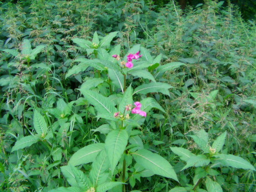 drusiges-springkraut-impatiens-glandulifera-royle-9226.jpeg