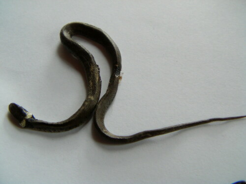junge-ringelnatter-natrix-natrix-l-1758-8715.jpeg
