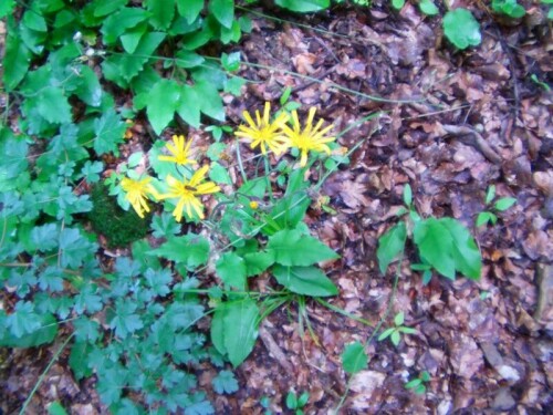 wald-habichtskraut-hieracium-murorum-l-8724.jpeg