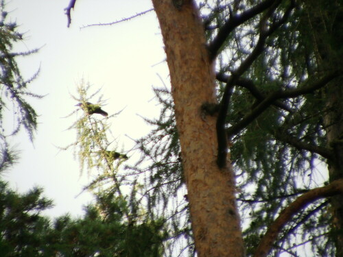 zwei-saatkrahen-corvus-frugilegus-l-1758-9606.jpeg