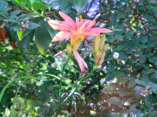 Lilie an der Straßenböschung
http://de.wikipedia.org/wiki/Lilium_medeoloides

Aufnameort: Eiershausen
Kamera: Medion Full-HD-Camcorder mit Touchscreen