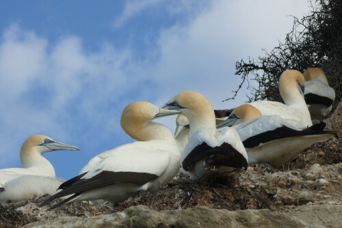 gannets-10366.jpeg