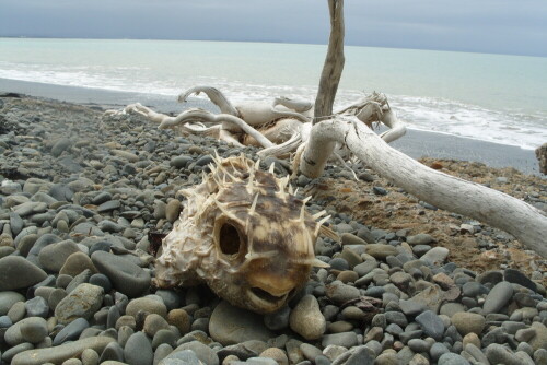 toter Fisch am Strand von Cape Kidnappers

Aufnameort: Hastings, Neuseeland
Kamera: Samsung Kenox S1050