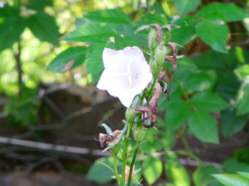 Als Zierpflanze kann sie in unterschiedlichen Farbvarietäten gehandelt werden. 
http://de.wikipedia.org/wiki/Pfirsichbl%C3%A4ttrige_Glockenblume

Aufnameort: Eiershausen Garten
Kamera: Medion digitaler Full-HD-Camcorder mit Touchscreen