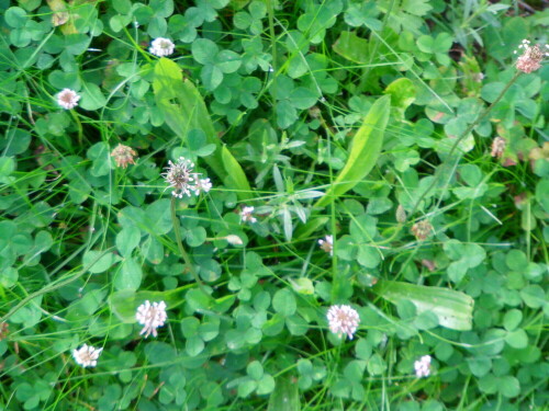 spitzwegerich-plantago-lanceolata-l-9571.jpeg