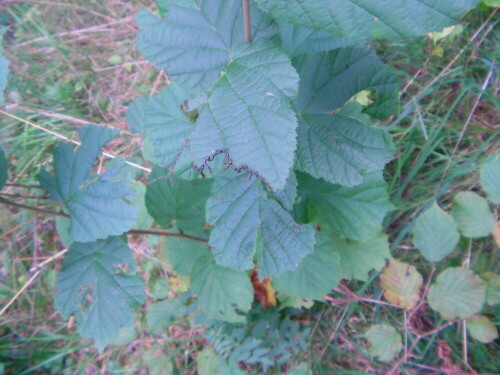 Hin und wieder lässt sich im Sommer auch Solches besonders auch an Waldrändern erspähen.
http://de.wikipedia.org/wiki/Echte_Blattwespen

Folgende Bilder stammen nun aus dem Jahr 2012

Aufnameort: Eiershausen Hirschbergwald
Kamera: Medion digitaler Full-HD-Camcorder mit Touchscreen