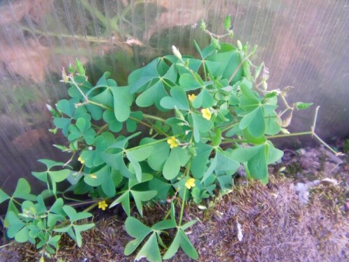 aufrechter-sauerklee-oxalis-stricta-l-8699.jpeg