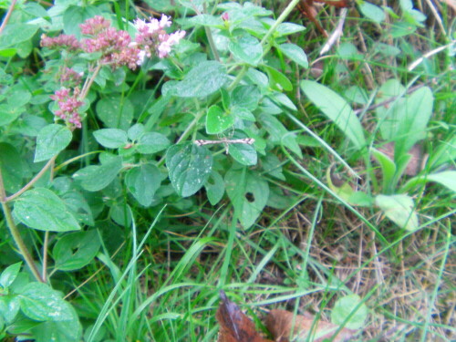 Ein Schmetterling, der im Sommer gelegentlich auch in der Nähe von Blumen angetroffen werden kann.
http://de.wikipedia.org/wiki/Platyptilia_gonodactyla
("Federgeistchen" gemäß Erwin Stresemann Exkursionsfauna!)

Aufnameort: Eiershausen Garten
Kamera: Medion digitaler Full-HD-Camcorder mit Touchscreen