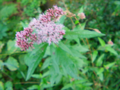 gewohnlicher-wasserdost-eupatorium-cannabinum-l-9542.jpeg