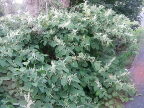 japanknoterich-fallopia-japonica-ronse-decr-8711.jpeg