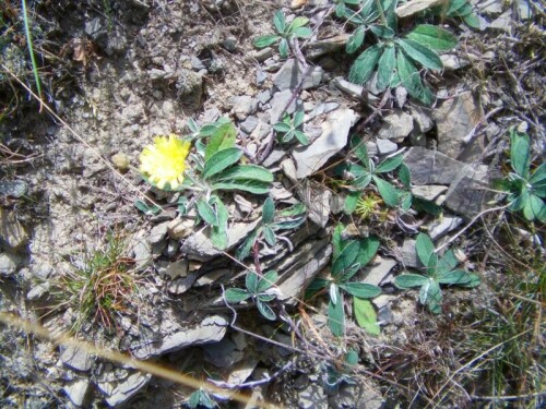 kleines-habichtskraut-hieracium-pilosella-l-8712.jpeg