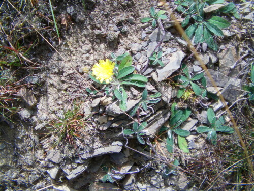 Ein auffällig kleines Habichtskraut, das in Trockenrasen, Heiden sowie an Wegrändern aufwachsen wie blühen kann.
http://de.wikipedia.org/wiki/Kleines_Habichtskraut


Aufnameort: Eiershausen Wacholderheide
Kamera: Medion digitaler Full-HD-Camcorder mit Touchscreen