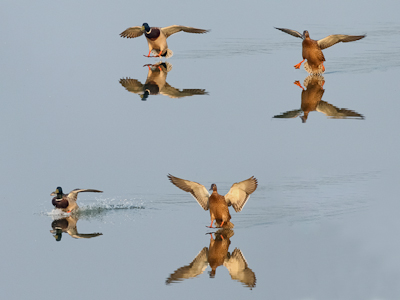 Ein Stockentenpärchen landet auf dem Wasser. Aus zwei unmittelbar nacheinander aufgenommenen Einzelbildern zusammengesetztes Bild.

Aufnameort: Bansleben bei Schöppenstedt, Niedersachsen
Kamera: Canon 40D mit EF 400/2,8L IS und EF 2x II