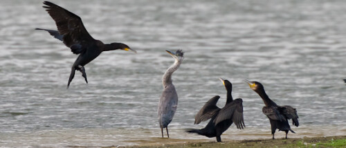 Ein Graureiher wird in seiner Ruhe von einem anfliegenden Kormoran, den seine Artgenossen lautstark begrüßen, gestört.

Aufnameort: Ilkerbruch bei Wolfsburg, Niedersachsen
Kamera: Canon 30D, EF 400/2,8L IS mit EF 2x II