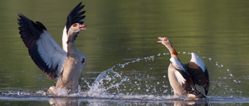 Lautstarke Begrüßung eines Nilganspaares bei der schwungvollen Ankunft des Männchens.

Aufnameort: Ilkerbruch bei Wolfsburg, Noiedersachsen
Kamera: Canon 40D, EF 400/2,8L IS mit EF 2x II