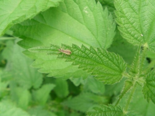 Eine häufige Art der Sichelwanzen, die gerne im feuchten, halbschattigen Gras vorkommt. Hecken wie Wald in der Nähe scheint ihr wichtig zu sein.
http://de.wikipedia.org/wiki/Rotbraune_Sichelwanze

Aufnameort: Eiershausen Weiher " Am Steert" bzw. an "Müller´s Hecke"
Kamera: Medion digitaler Full-HD-Camcorder mit Touchscreen