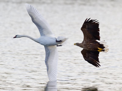 Normalerweise beachten sich die ähnlich großen Adler und Schwäne nicht gegenseitig: Die Adler jagen nicht die Schwäne und die Schwäne flüchten nicht vor den Adlern. Zeigt aber ein Höckerschwan eine Schwäche oder ist er sogar verletzt, dann machen die Adler Jagd auf ihn. Hier allerdings erfolglos.

Aufnameort: Ilkerbruch bei Wolfsburg, Niedersachsen
Kamera: Canon 7D, EF 600/4L USM