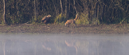 En Seeadler sitzt an den Überresten seiner vortägigen Beute und muss sich eines jungen Fuchses erwehren.

Aufnameort: Ilkerbruch bei Wolfsburg, Niedersachsen
Kamera: Canon 7D, EF 600/4L USM