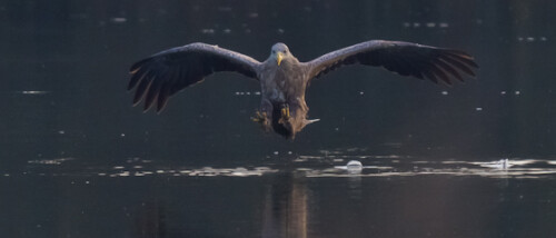 Ein Seeadler stößt auf einen Schwarm kleiner Fische

Aufnameort: Ilkerbruch bei Wolfsburg, Niedersachsen
Kamera: Canon 7D, EF 600/4L USM