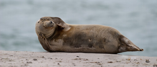 Auf der Helgoländer Düne zeigen die Seehunde fast keine Scheu. Man darf sich ihnen bis auf 30 m nähern und kann sie dann, ohne sie zu stören, bei ihrem Komfortverhalten beobachten.

Aufnameort: Helgoland-Düne
Kamera: Canon 10D, EF 400/2,8L IS