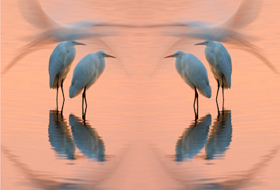 Im letzten Abendlicht fliegt ein Silberreiher über zwei rastende Artgenossen hinweg. Eine zusammengesetzte Aufnahme, bei dem das Einzelbild mit sich selbst gespiegelt zu einem Panoramabild zusammengesetzt wurde.

Aufnameort: Ilkerbruch bei Wolfsburg, Niedersachsen
Kamera: Canon 40D, EF 600/4L USM