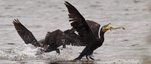 Ein Kormoran hat bei der Gemeinschaftjagd einen nicht ganz kleinen Hecht erbeutet und wird von seinen Artgenossen so sehr bedrängt, dass er es nicht schafft, seine Beute herunter zu schlucken und statt dessen Reißaus nehmen muss.

Aufnameort: Ilkerbruch bei Wolfsburg, Niedersachsen
Kamera: Canon 7D, EF 600/4L USM