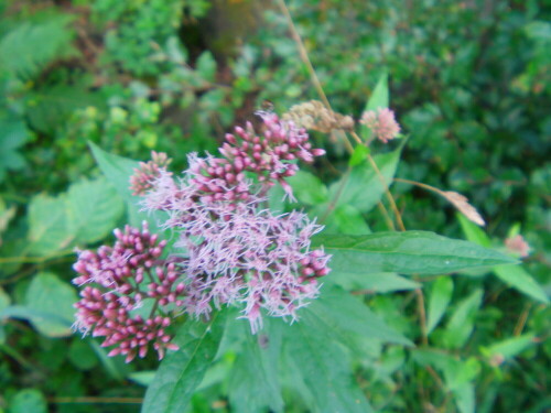 Aufsicht auf die Blüte eines Wasserdostes in der Nähe des Tümpel "an Müller´s Hecke bzw. Am Steert."
http://de.wikipedia.org/wiki/Wasserdost

Aufnameort: Eiershausen und Umgebung
Kamera: Medion digitaler Full-HD-Camcorder mit Touchscreen