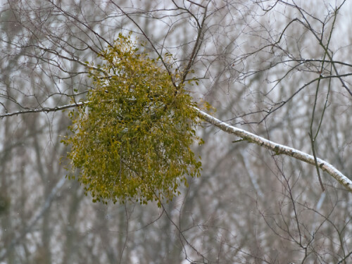 Im Winter, gerade bei trübem Wetter, sind nur die Misteln grüne Inseln im grauweißem Wald.

Aufnameort: Im Drömling nahe Rühen, Niedersachsen
Kamera: Canon 10D mit EF100-400mm L