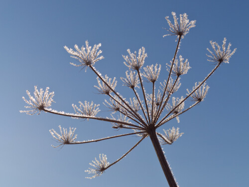 Abgestorbene Blütendolden überziehen sich bei strengem Frost mit feinen Eiskristallen.

Aufnameort: Ilkerbruch bei Wolfsburg, Niedersachsen im Winter 2009/2010
Kamera: Canon 7D mit EF 50mm/F2,5