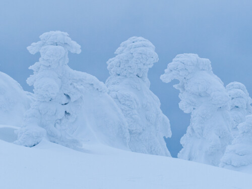 Im Winter verwandeln sich die Bergfichten unter meterdicken Schnee- und Eisschichten in Sagengestalten.

Aufnameort: Brocken, Harz im Winter 2006
Kamera: Canon 30D mit EF 50mm/2,5