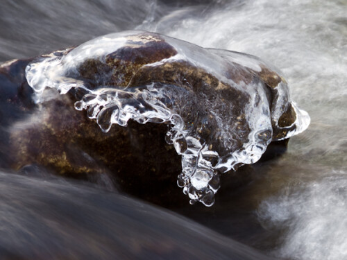 Im Spätwinter überziehen sich die Steine in dem Schmelzwasser führenden Bach mit Eishauben.

Aufnameort: An der Radau im Harz, Winter 2010/2011
Kamera: Canon 7D mit EF 300mm/F4 L USM